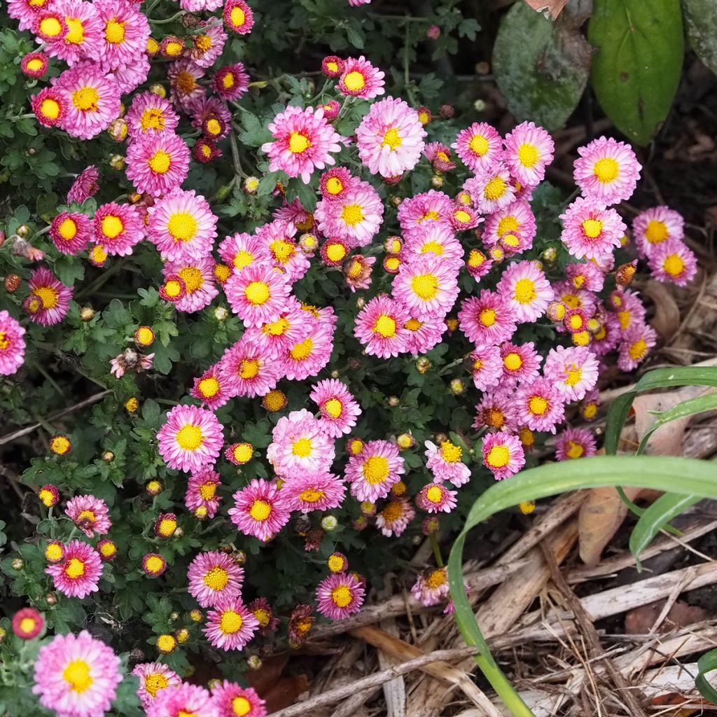 Chrysanthemum Mei Kyo - Crisantemo