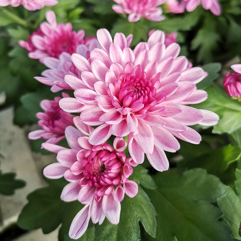 Chrysanthemum Nebelrose - Crisantemo