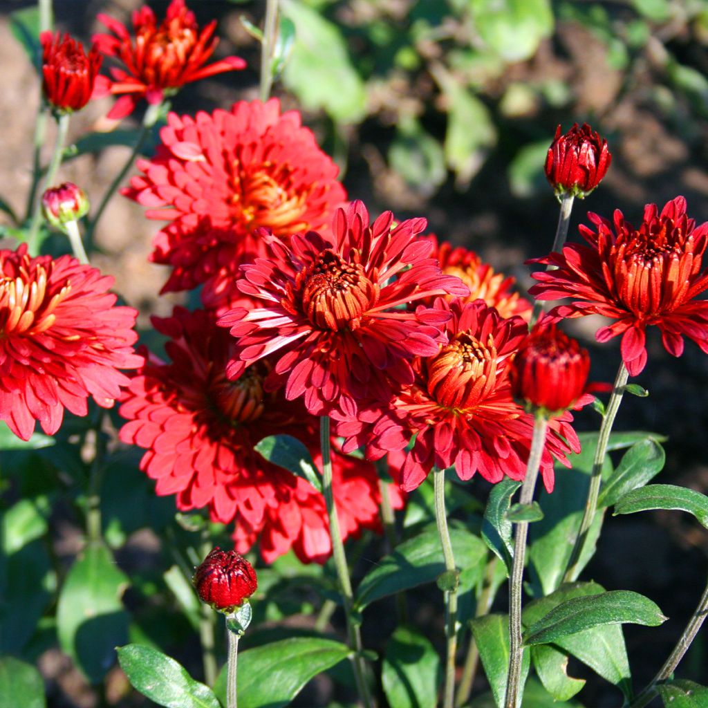 Chrysanthemum Rehauge - Crisantemo