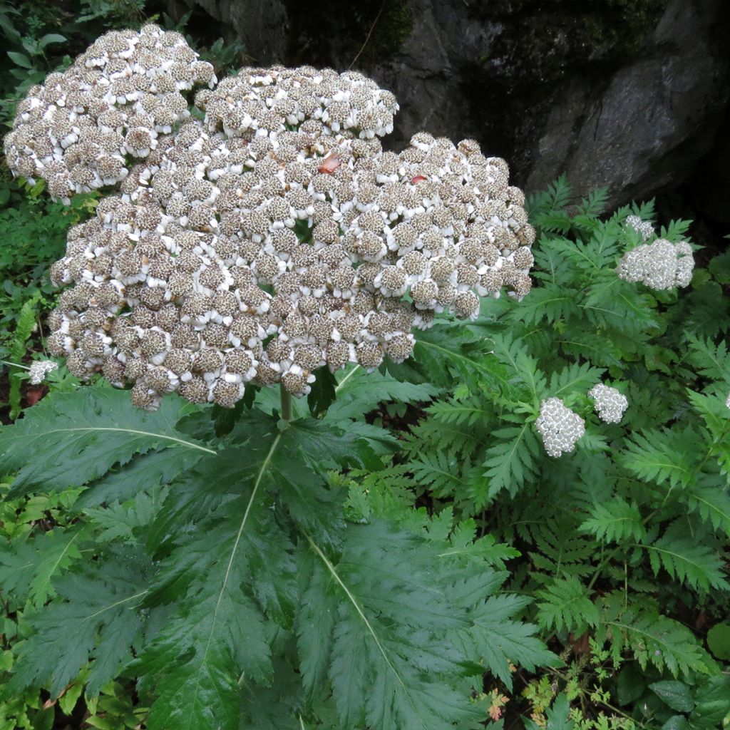 Chrysanthemum macrophyllum