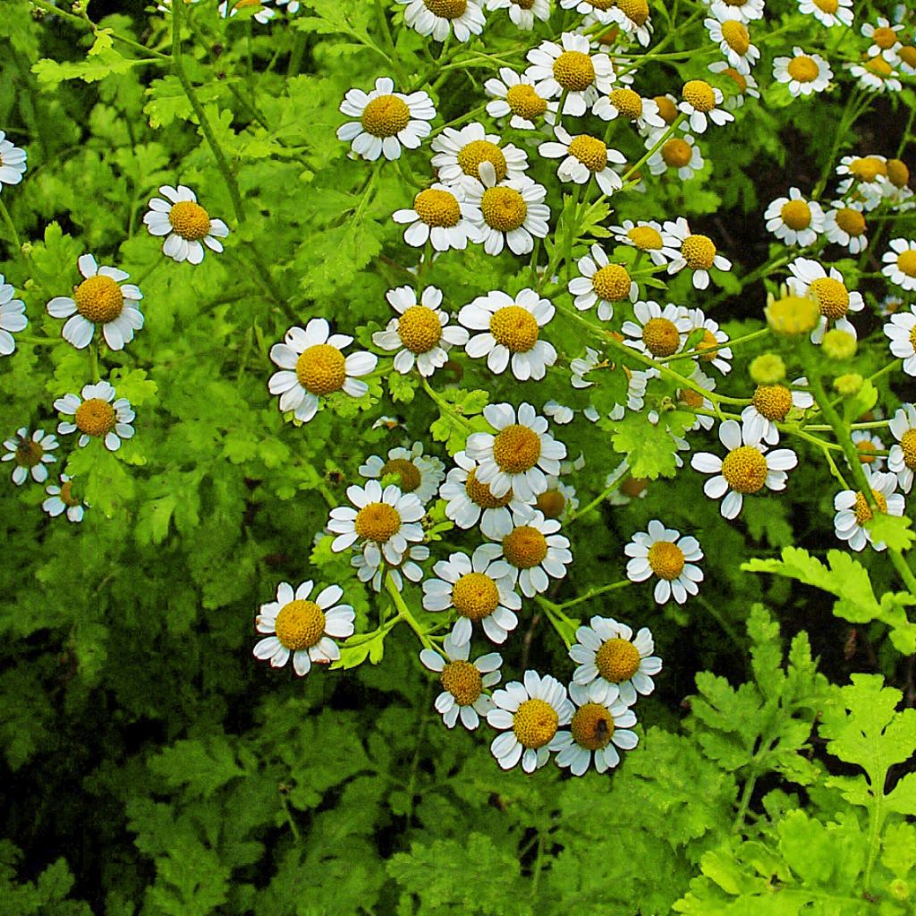 Chrysanthemum parthenium Aureum - Partenio