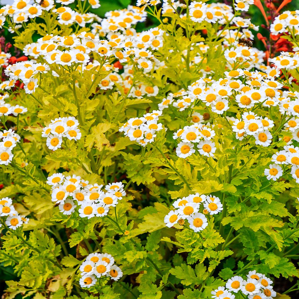 Chrysanthemum parthenium Aureum - Partenio