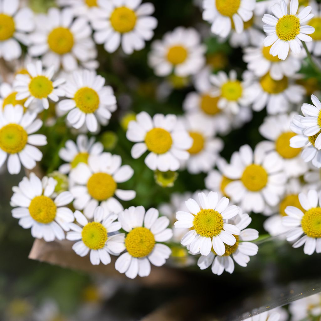 Chrysanthemum parthenium Aureum - Partenio