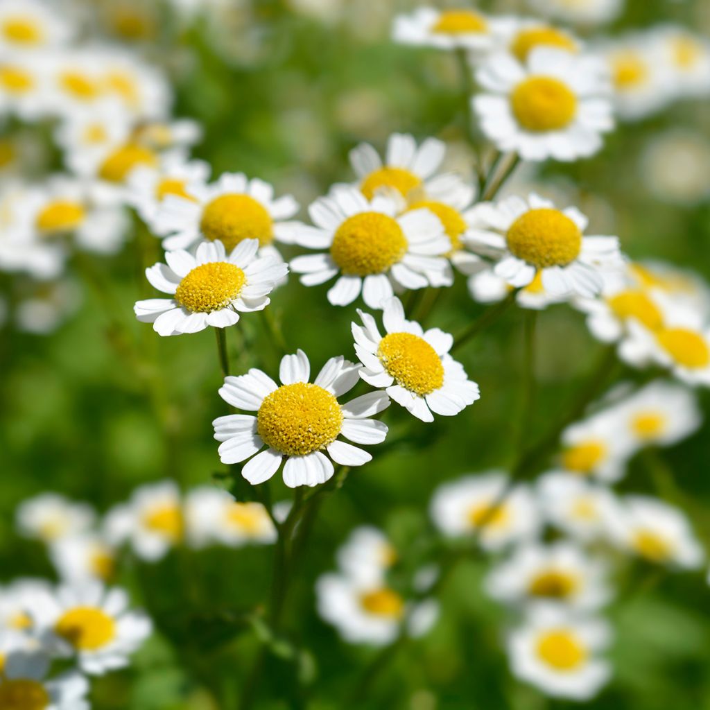 Chrysanthemum parthenium Aureum - Partenio