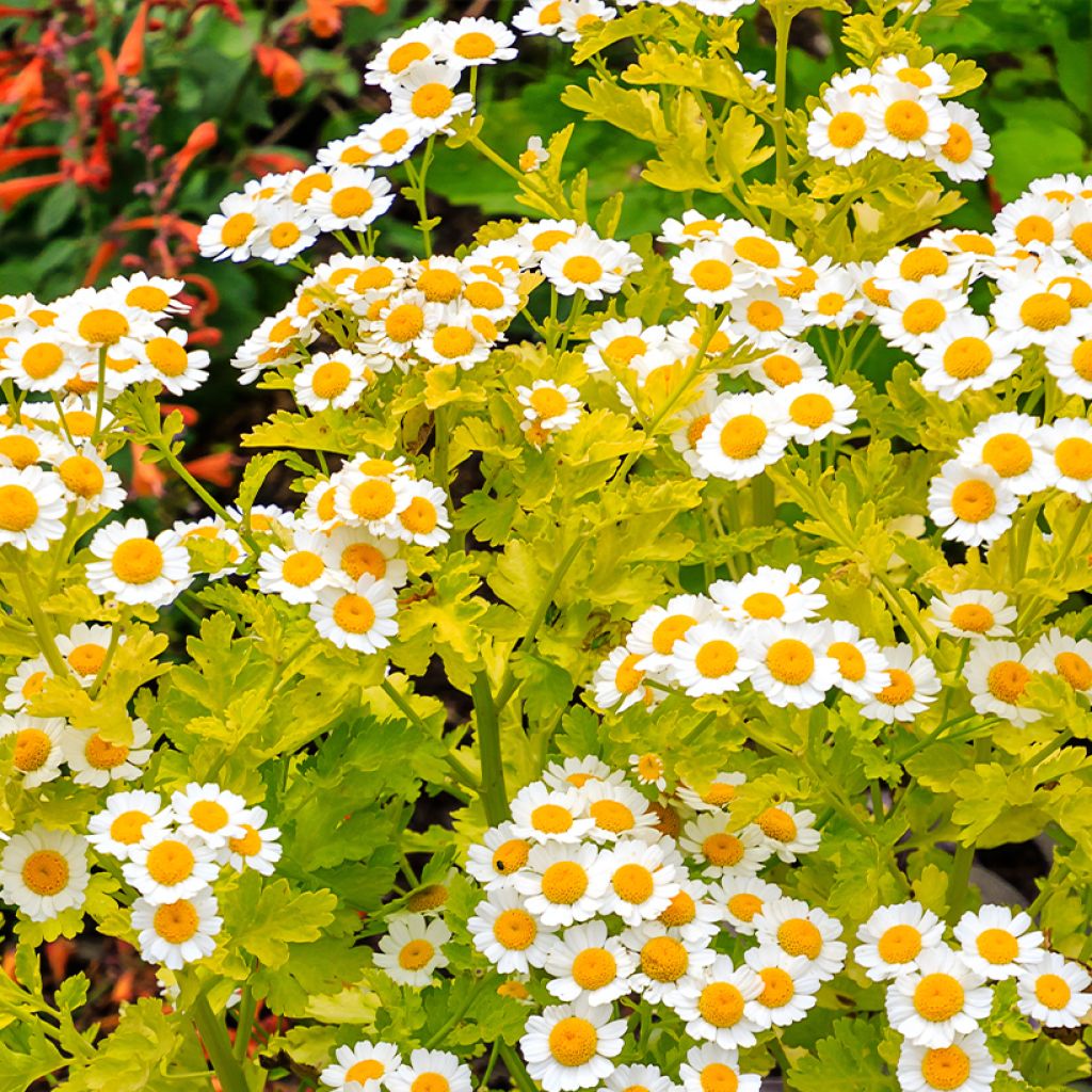 Chrysanthemum parthenium Aureum - Partenio