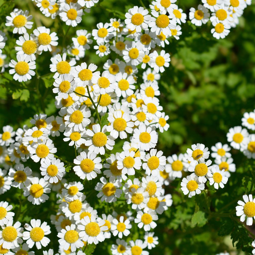 Chrysanthemum parthenium Aureum - Partenio