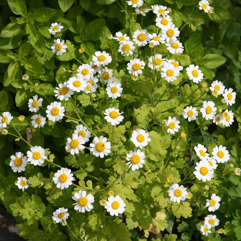 Chrysanthemum parthenium Aureum - Partenio