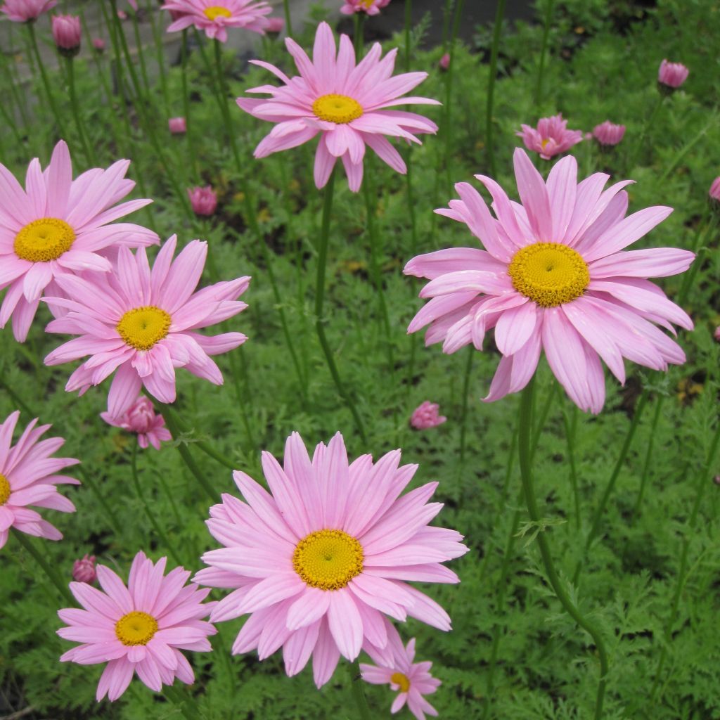 Chrysanthemum x rubellum Clara Curtis - Marguerite d'automne 