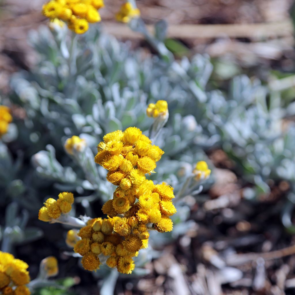 Chrysocephalum apiculatum Korma - Chrysocephalum apiculatum