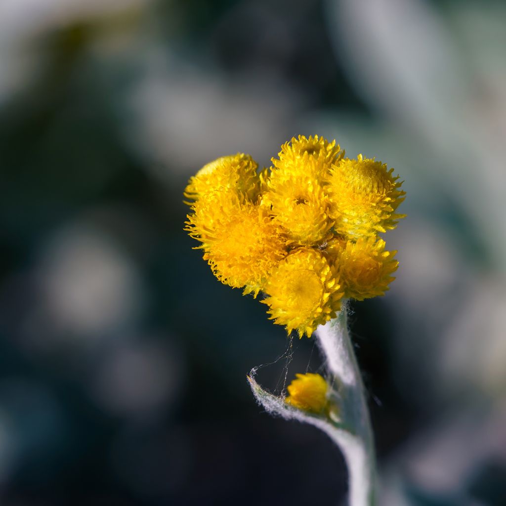 Chrysocephalum apiculatum Korma - Chrysocephalum apiculatum