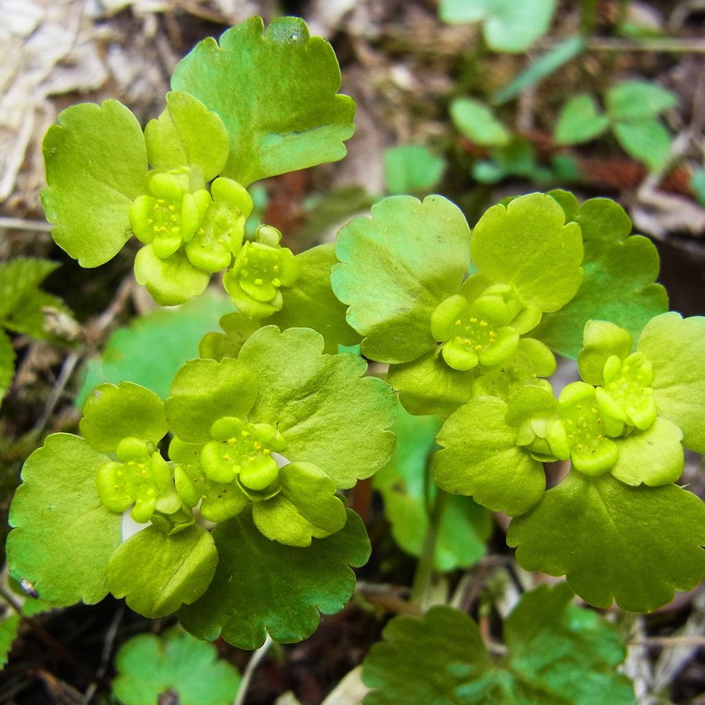 Chrysosplenium alternifolium - Dorine à feuilles alternes, Cresson doré, Cresson de rocher