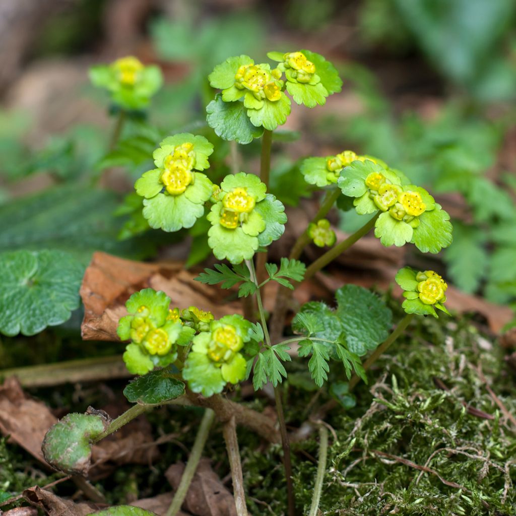 Chrysosplenium alternifolium - Erba-milza comune