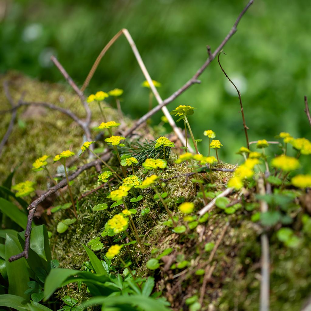 Chrysosplenium alternifolium - Erba-milza comune