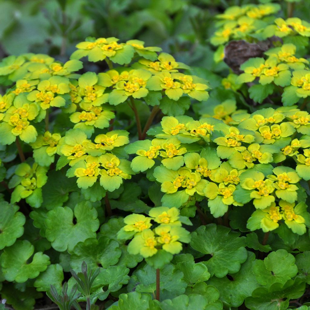 Chrysosplenium alternifolium - Erba-milza comune