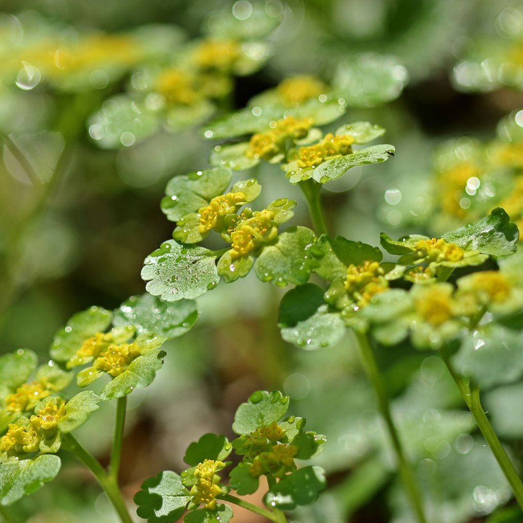 Chrysosplenium alternifolium - Erba-milza comune