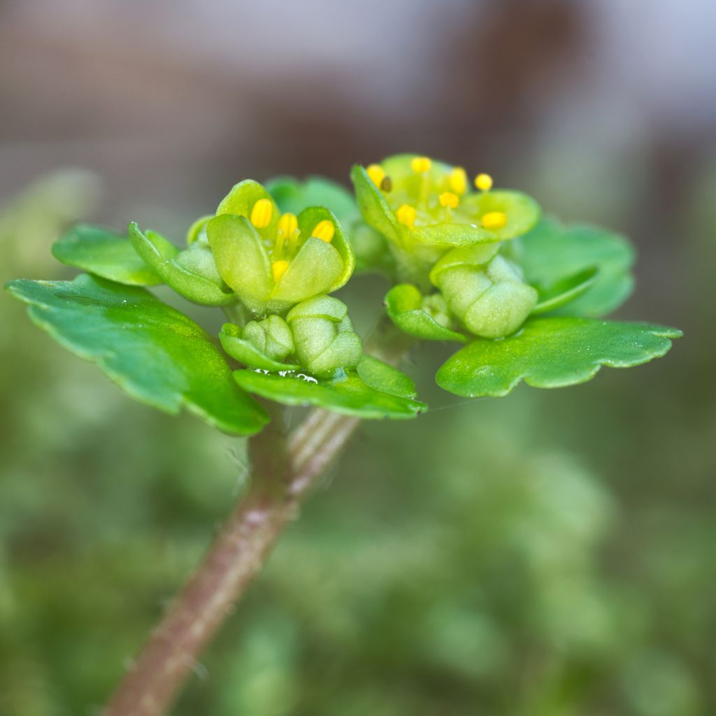 Chrysosplenium alternifolium - Erba-milza comune