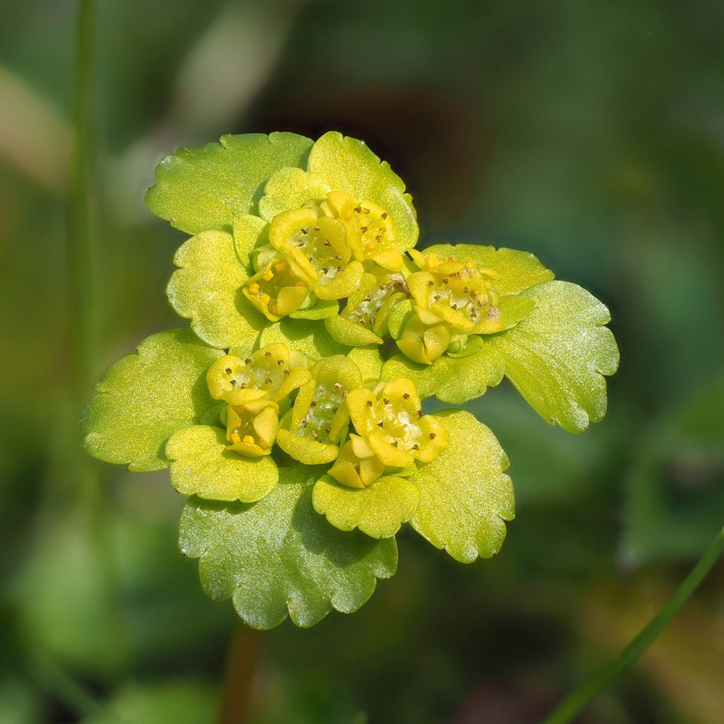 Chrysosplenium alternifolium - Erba-milza comune