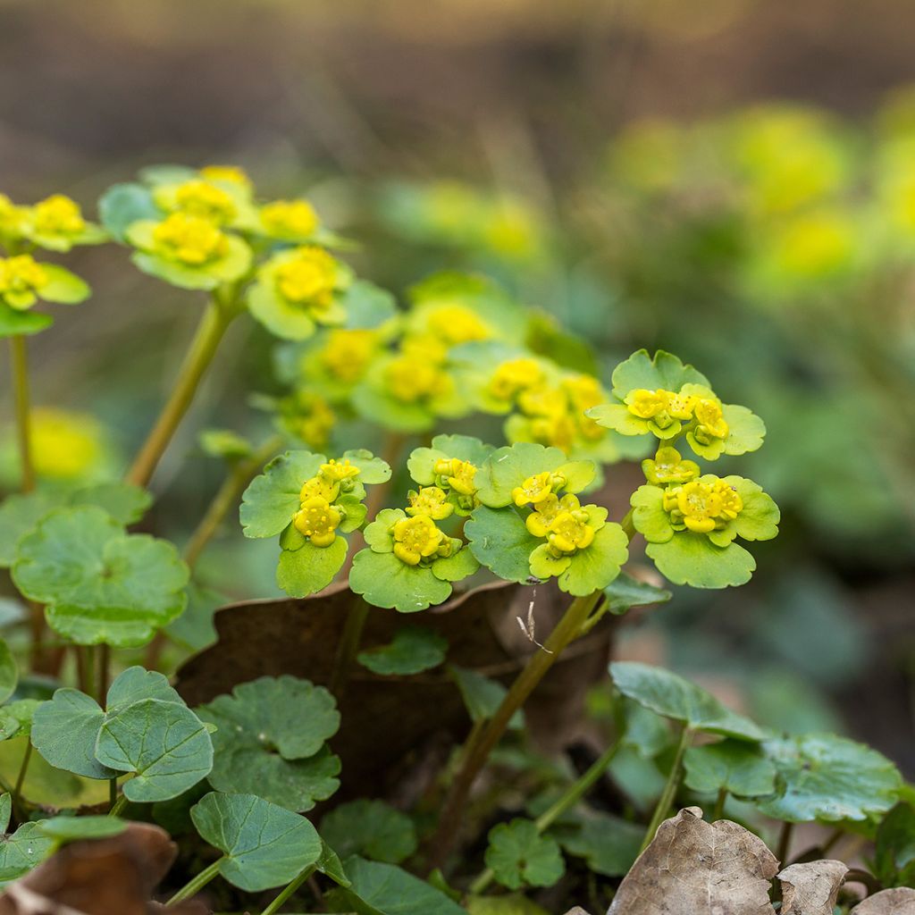 Chrysosplenium alternifolium - Erba-milza comune