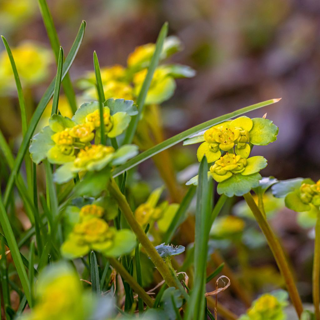 Chrysosplenium alternifolium - Erba-milza comune