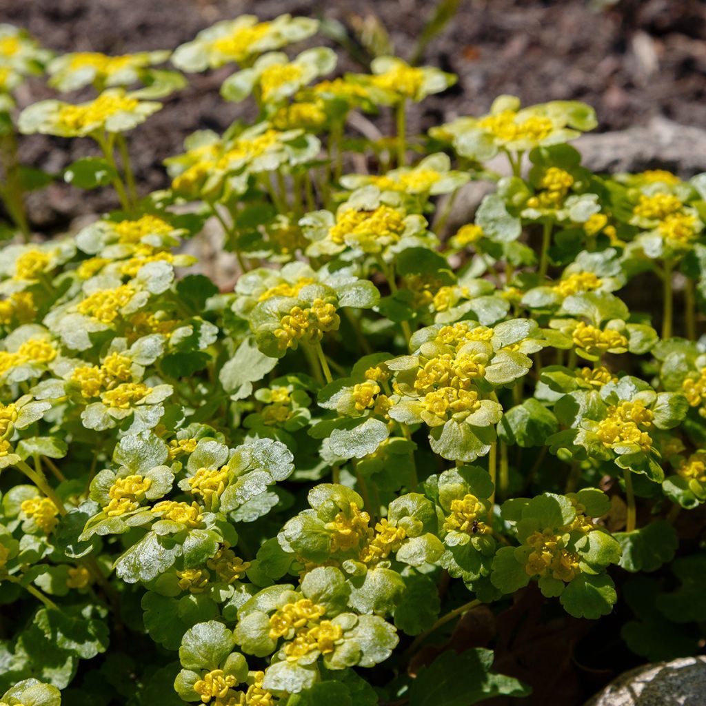 Chrysosplenium alternifolium - Erba-milza comune