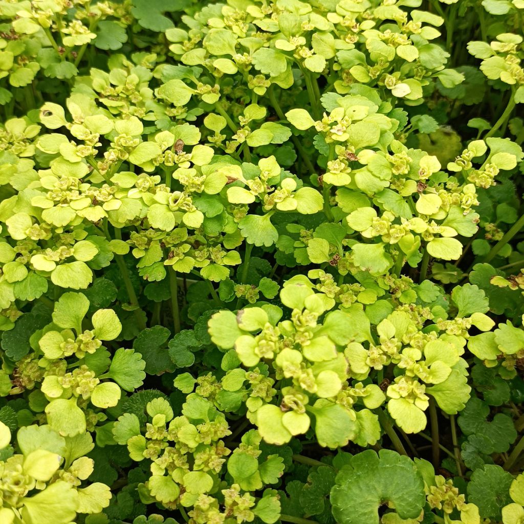 Chrysosplenium alternifolium - Dorine à feuilles alternes, Cresson doré, Cresson de rocher