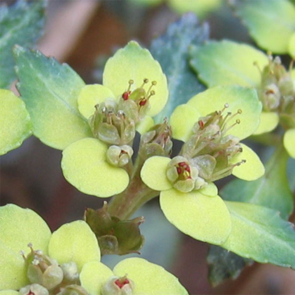 Chrysosplenium macrostemon v. shiobarense, Dorine