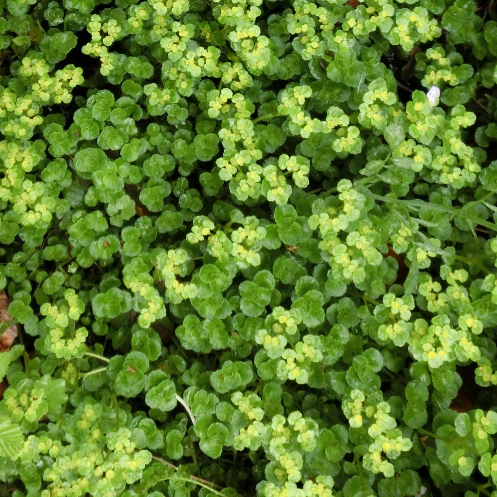 Chrysosplenium oppositifolium, Dorine