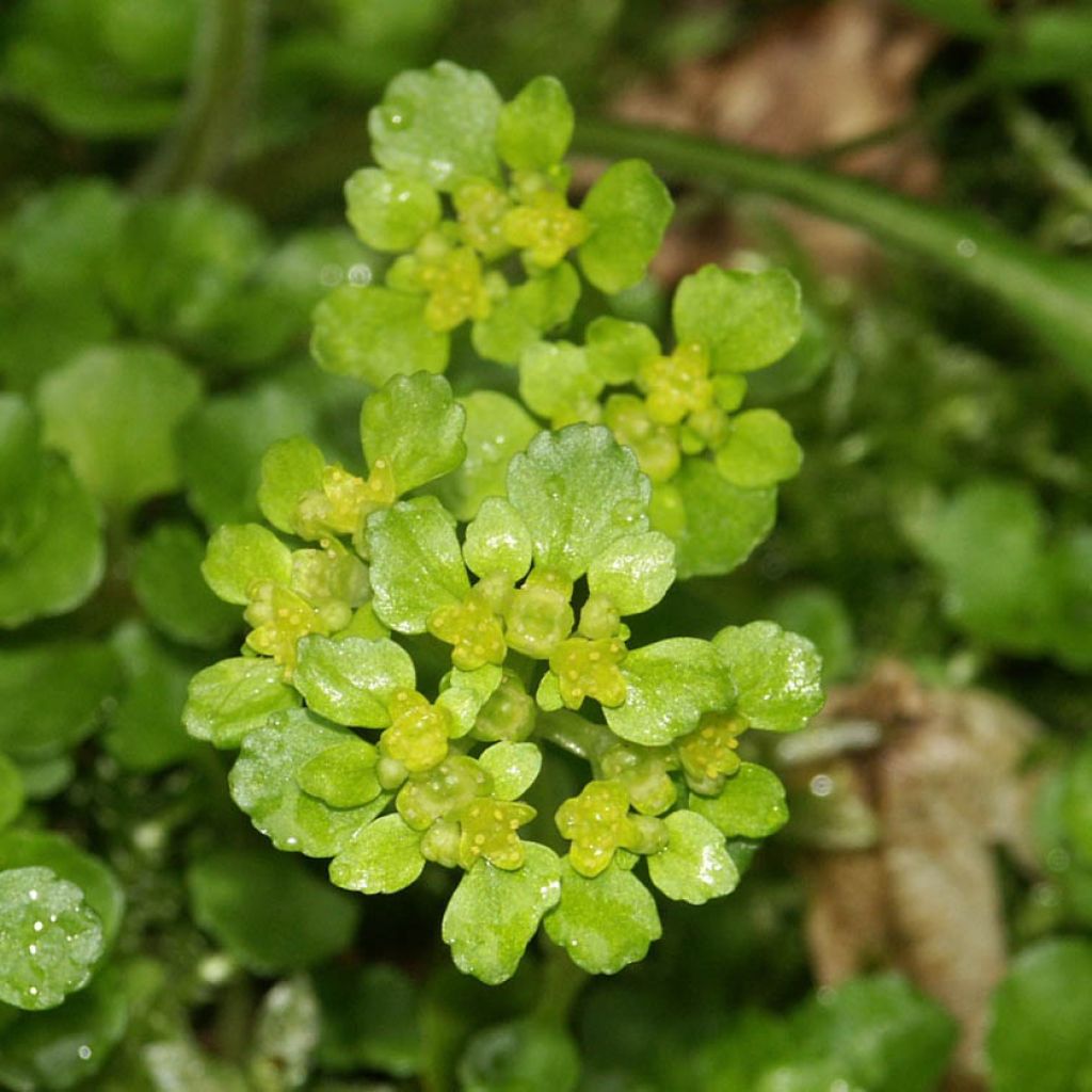 Chrysosplenium oppositifolium, Dorine