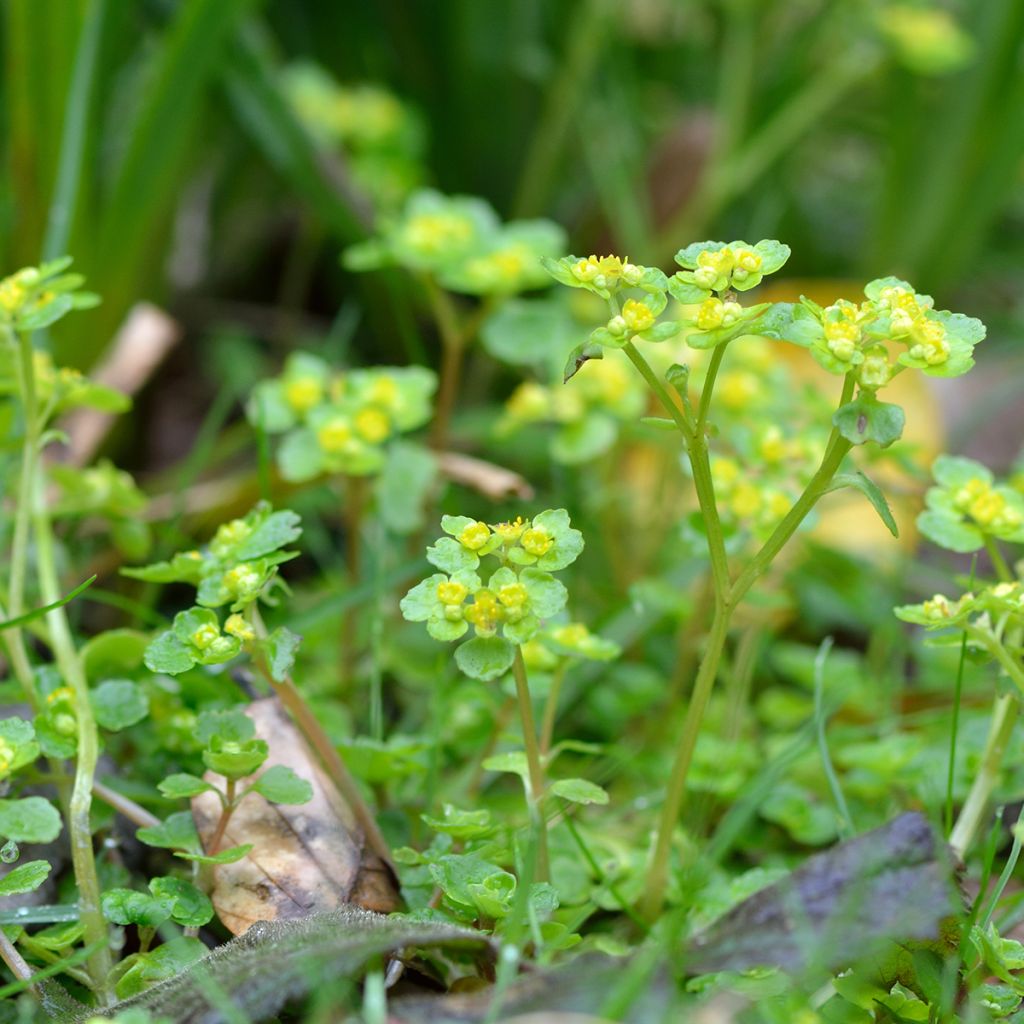 Chrysosplenium oppositifolium - Erba milza con foglie opposte