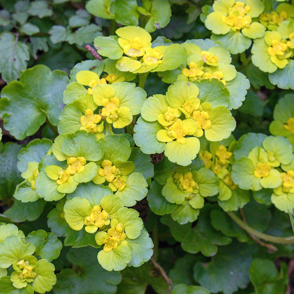 Chrysosplenium oppositifolium - Erba milza con foglie opposte