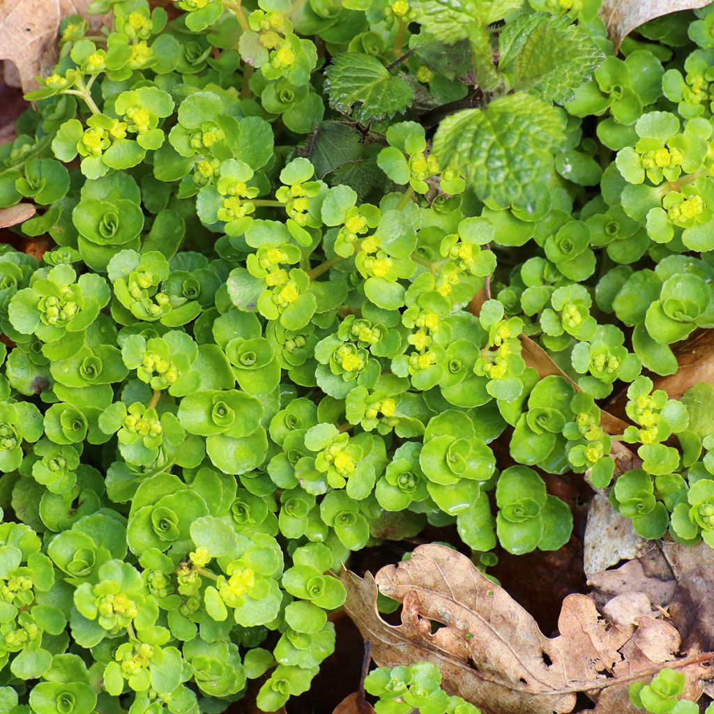 Chrysosplenium oppositifolium - Erba milza con foglie opposte