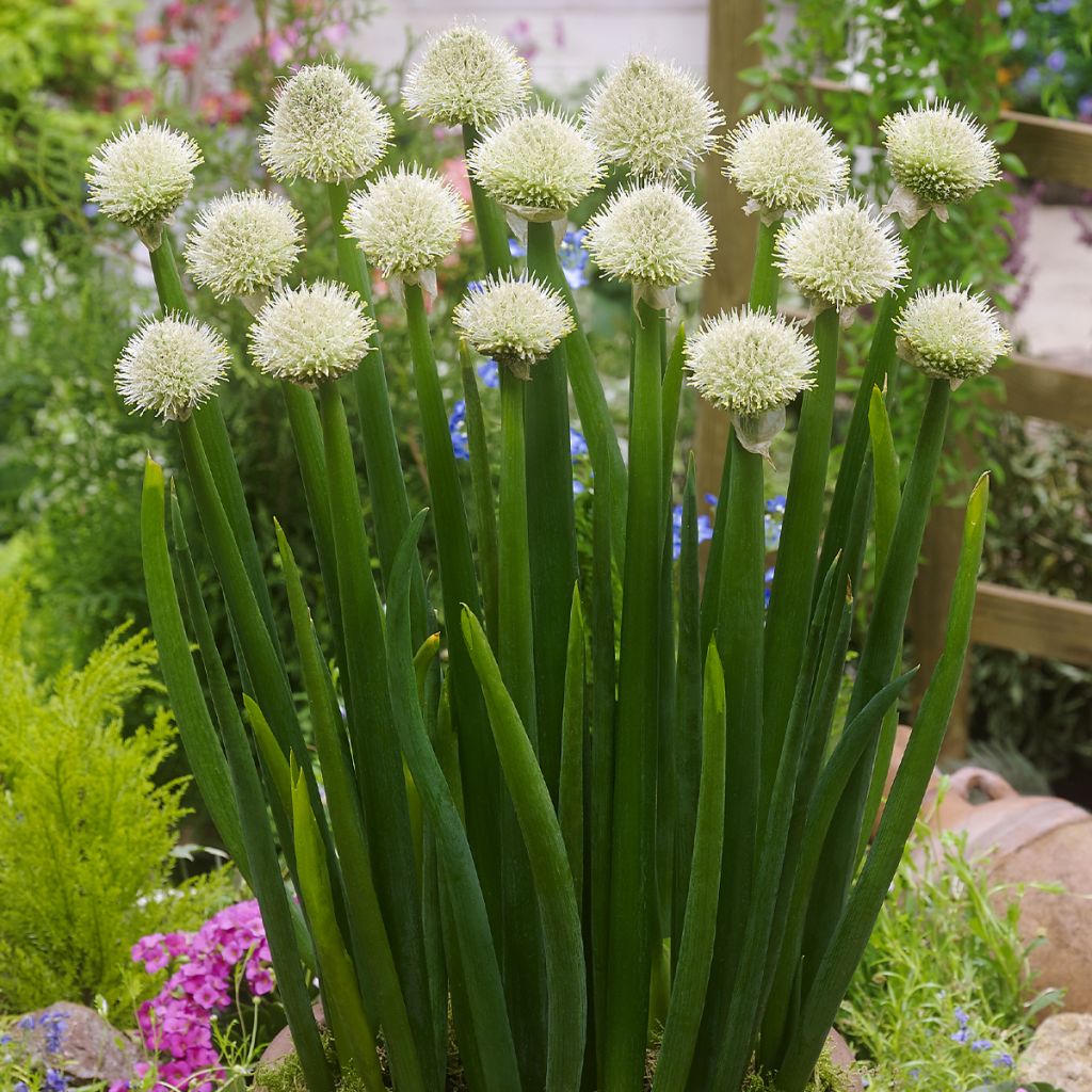 Ciboule ou Cive - Allium fistulosum