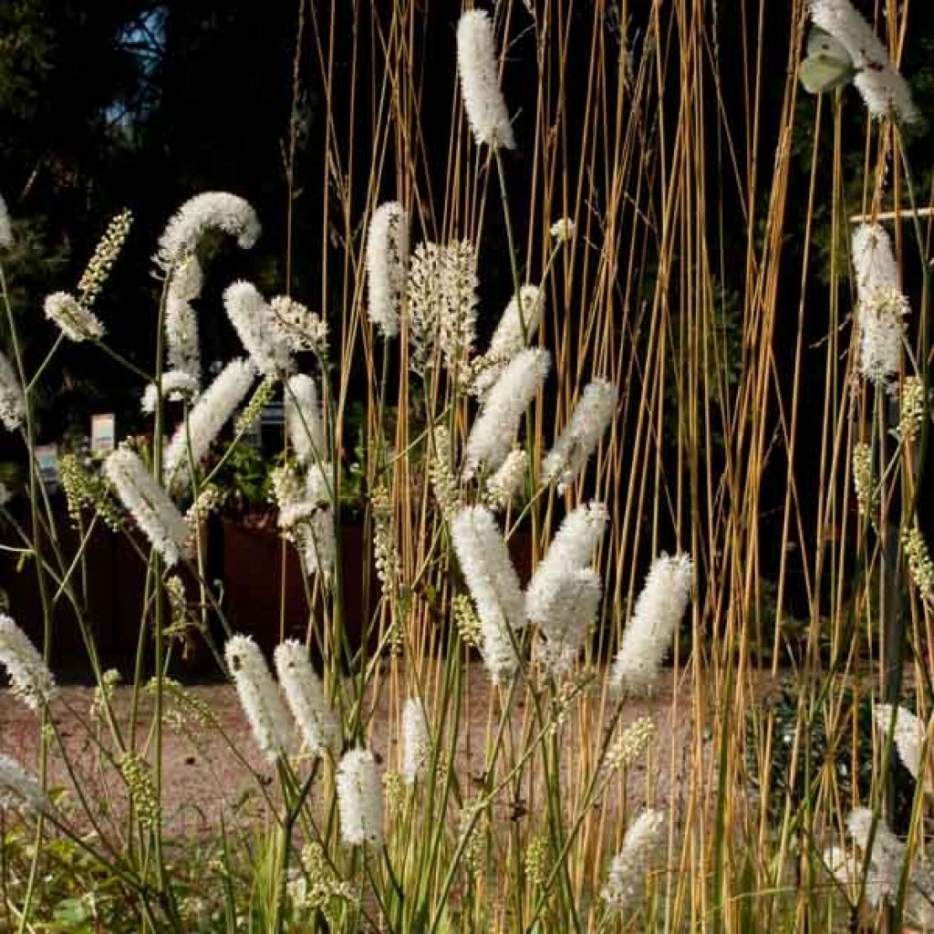 Cierge d'argent, Cimicifuga, Actaea matsumurae White Pearl