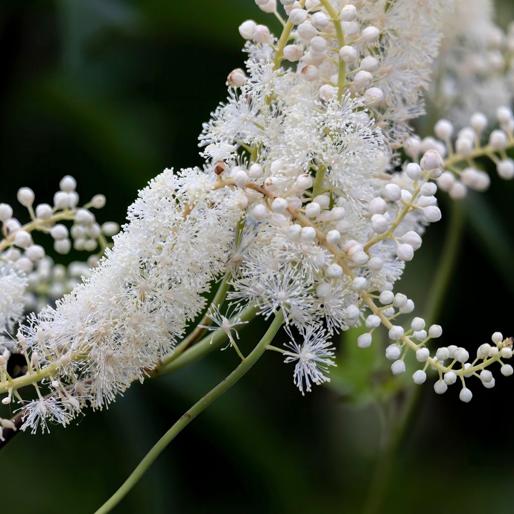 Actaea racemosa - Cimicifuga