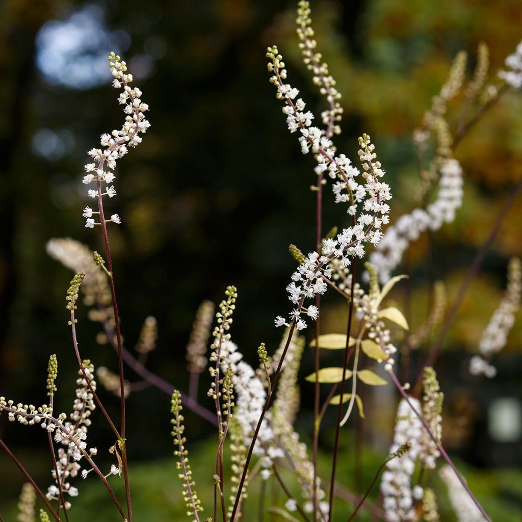 Actaea racemosa - Cimicifuga