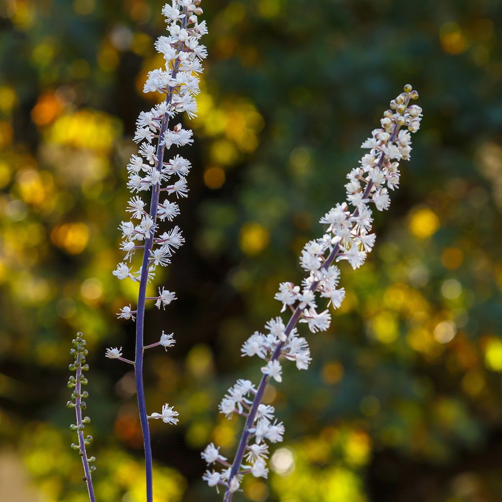 Actaea racemosa - Cimicifuga