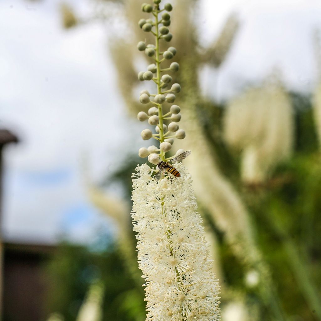 Actaea racemosa - Cimicifuga