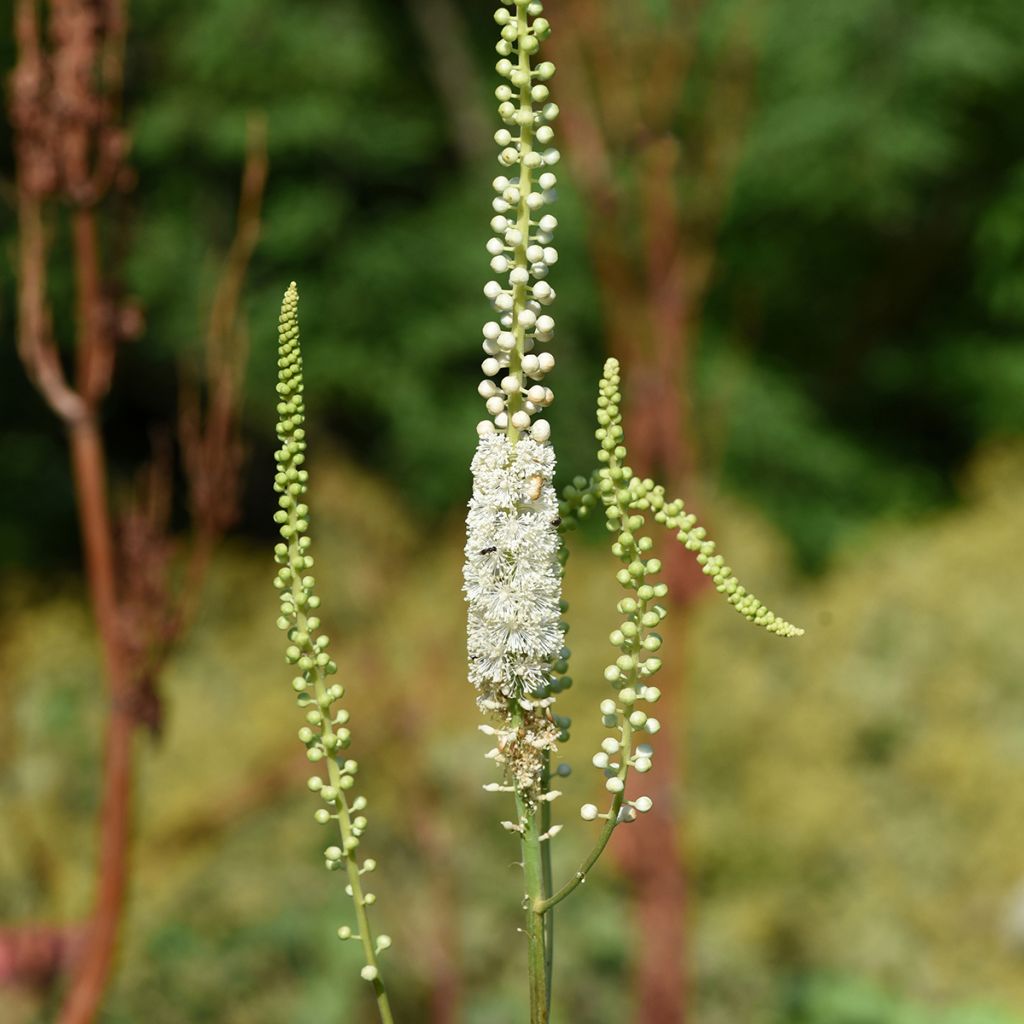 Actaea racemosa - Cimicifuga