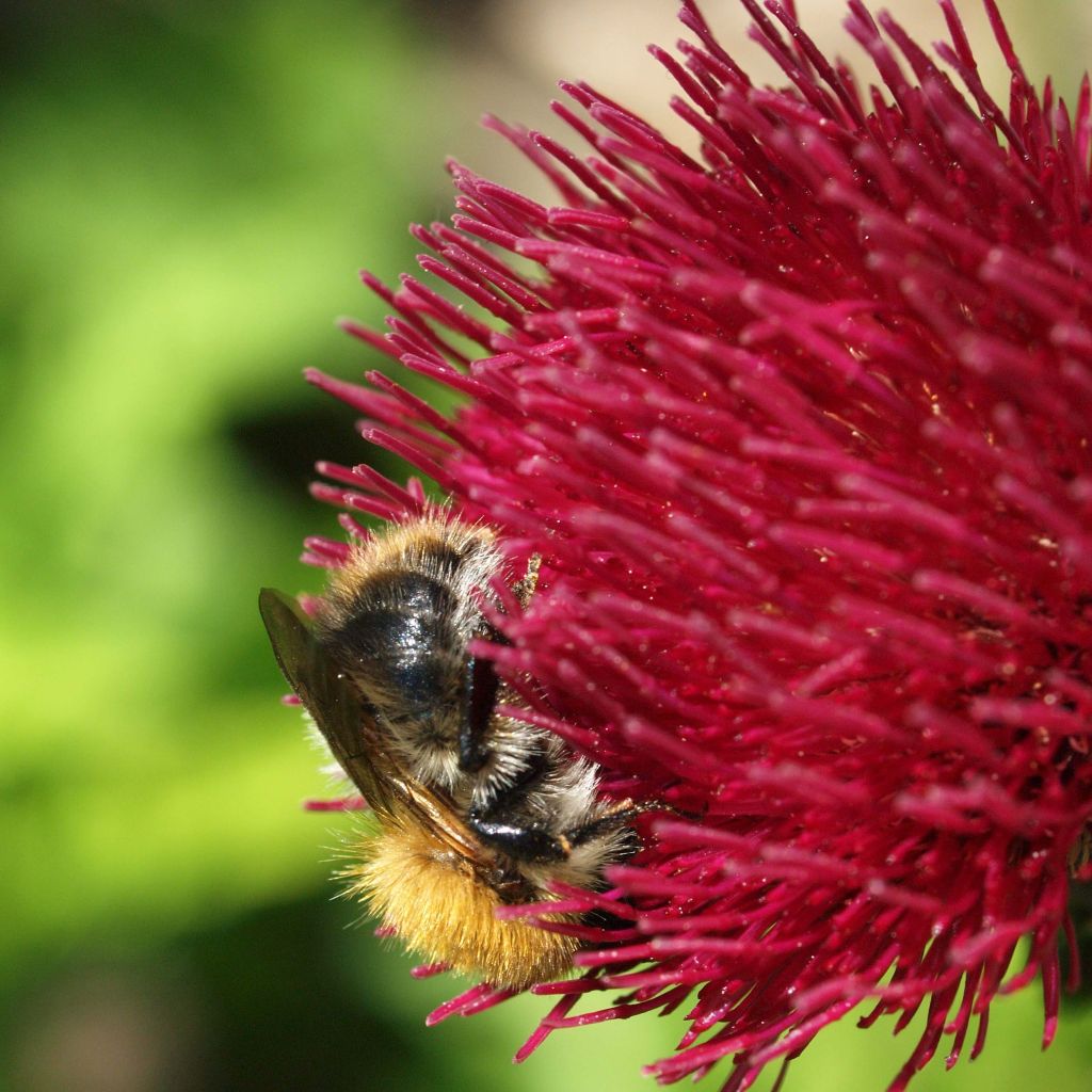 Cirsium rivulare Atropurpureum - Cirse des rives 