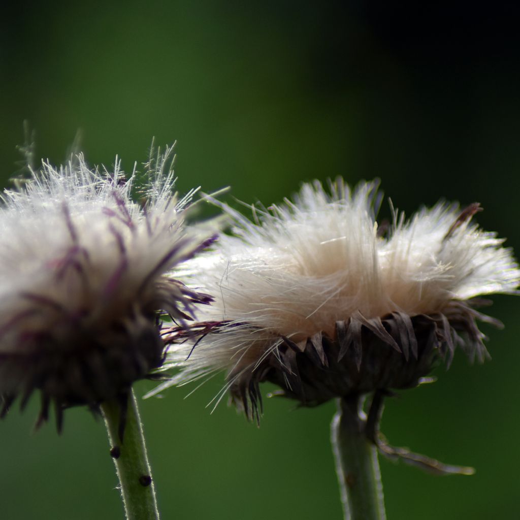 Cirsium rivulare Atropurpureum - Cardo dei ruscelli