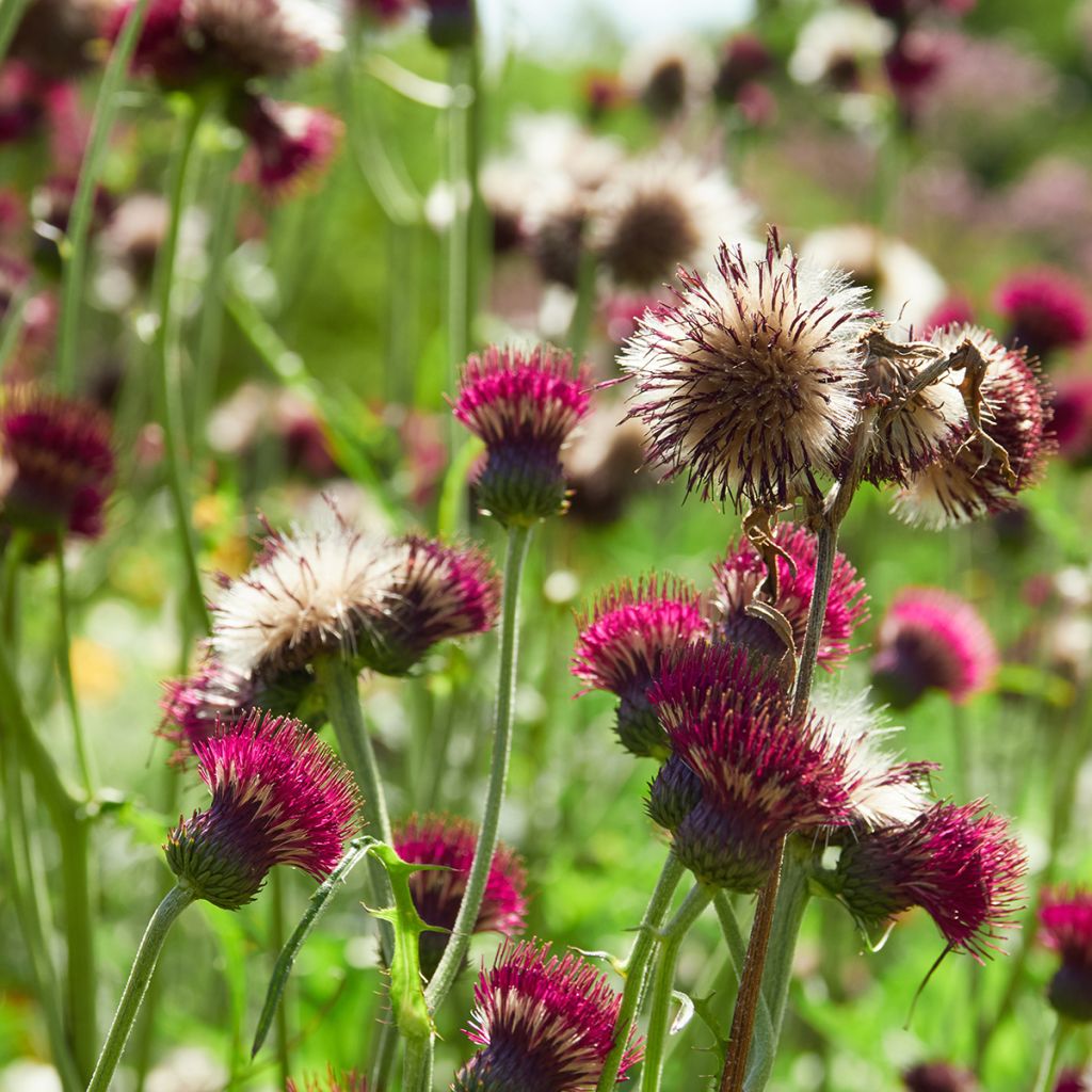 Cirsium rivulare Atropurpureum - Cardo dei ruscelli