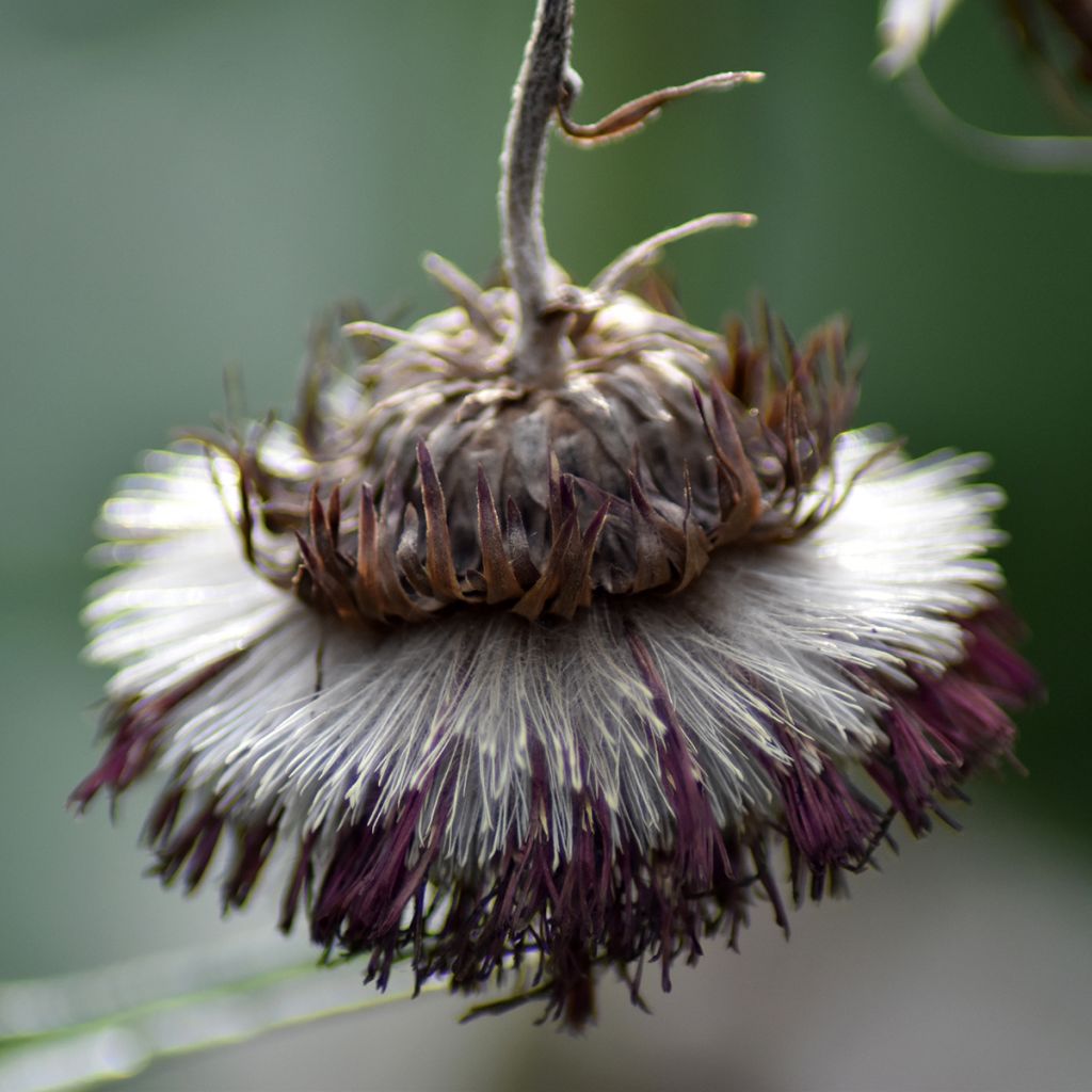 Cirsium rivulare Atropurpureum - Cardo dei ruscelli