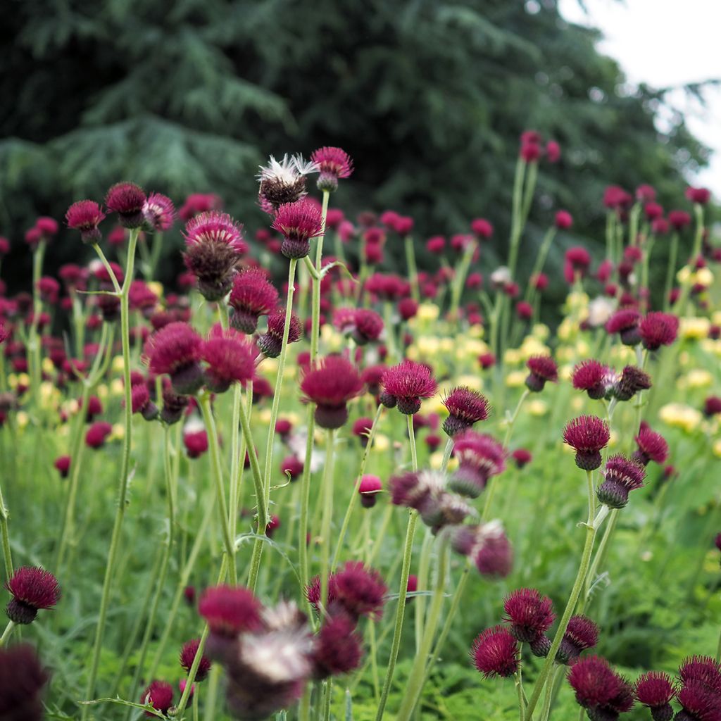 Cirsium rivulare Atropurpureum - Cardo dei ruscelli