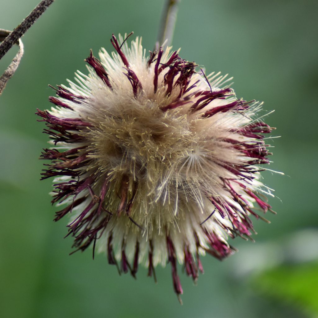 Cirsium rivulare Atropurpureum - Cardo dei ruscelli