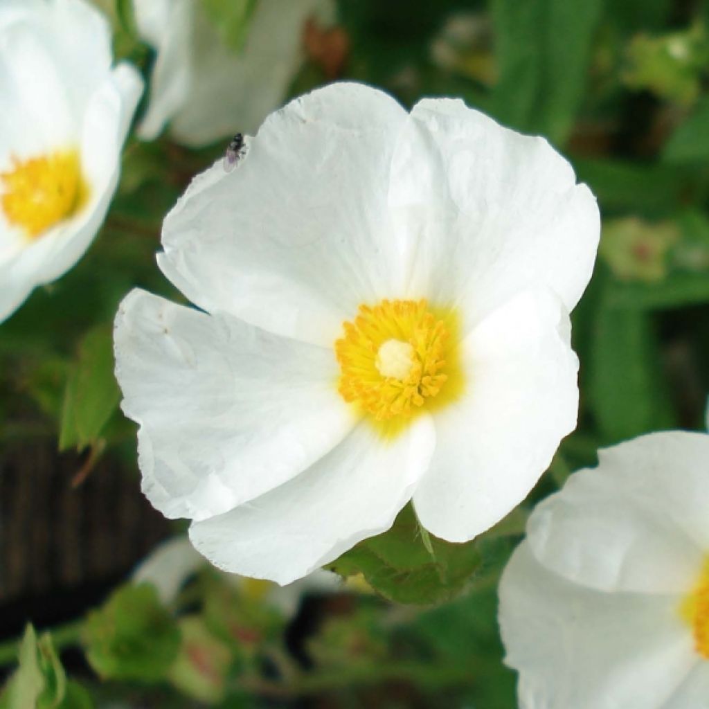 Ciste de Montpellier, cistus monspeliensis