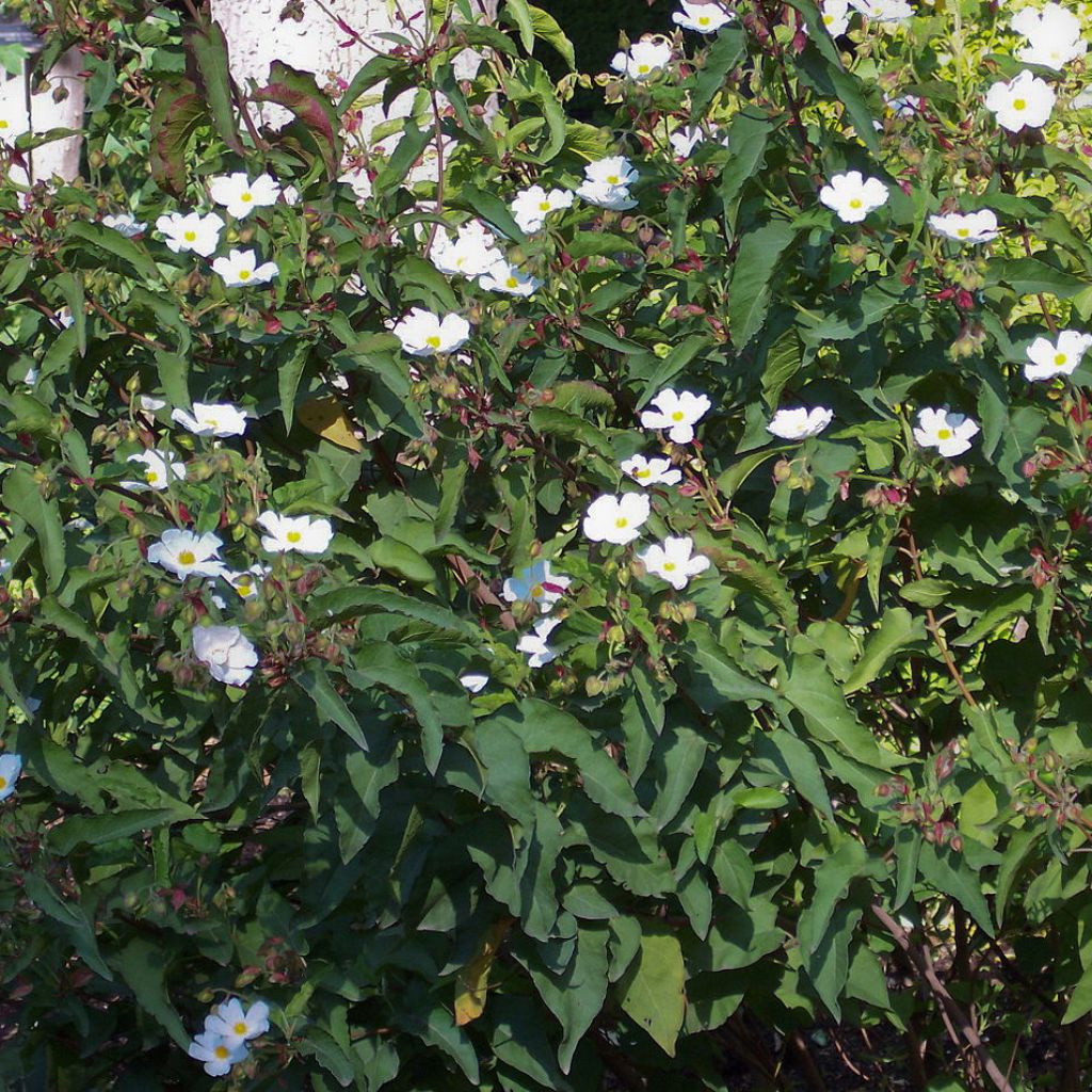 Cistus populifolius - Cisto