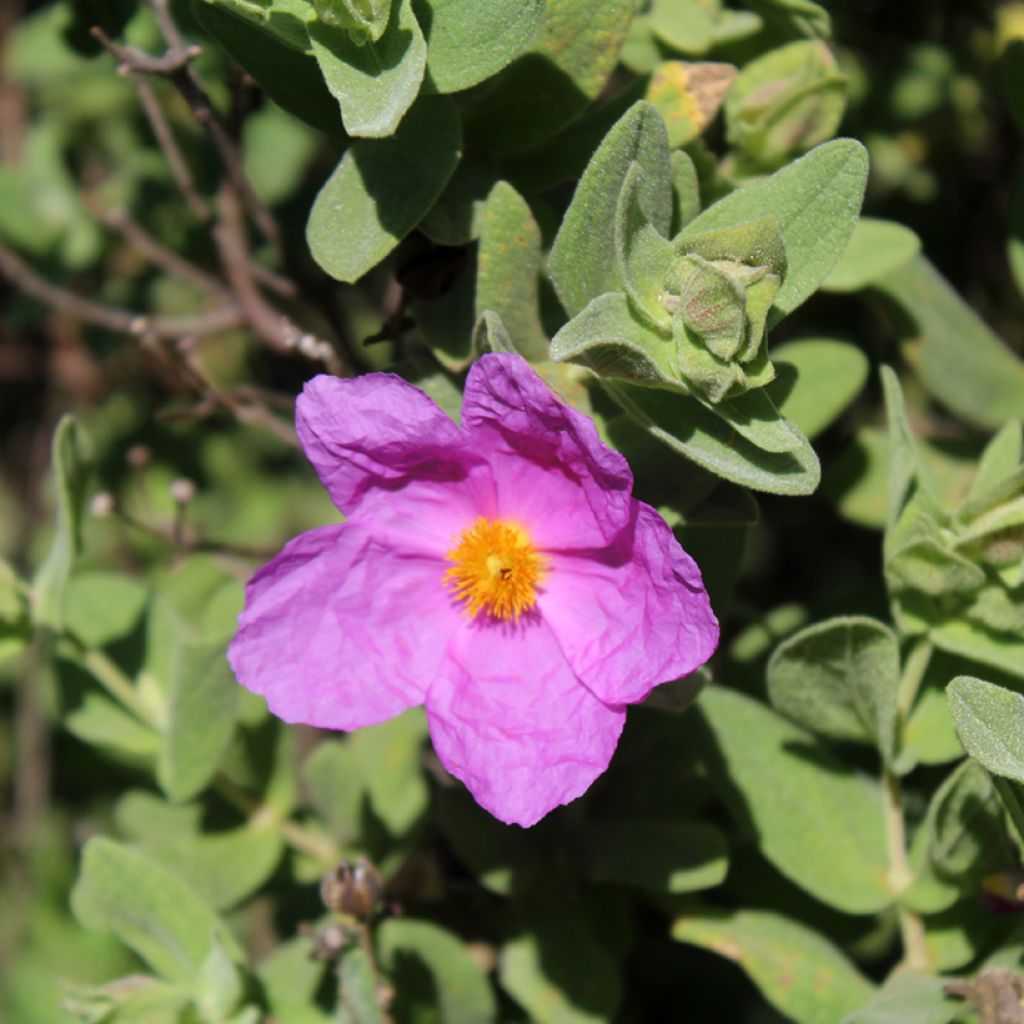 Cistus albidus - Cisto a foglie sessili