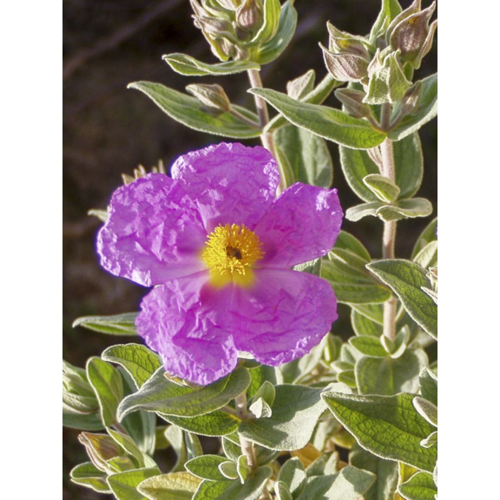 Cistus albidus - Cisto a foglie sessili