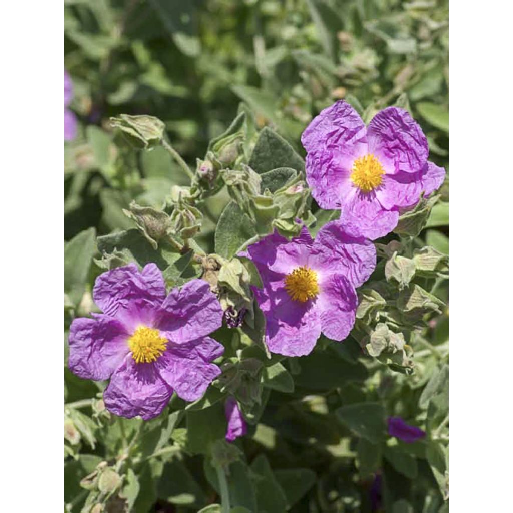 Cistus albidus - Cisto a foglie sessili