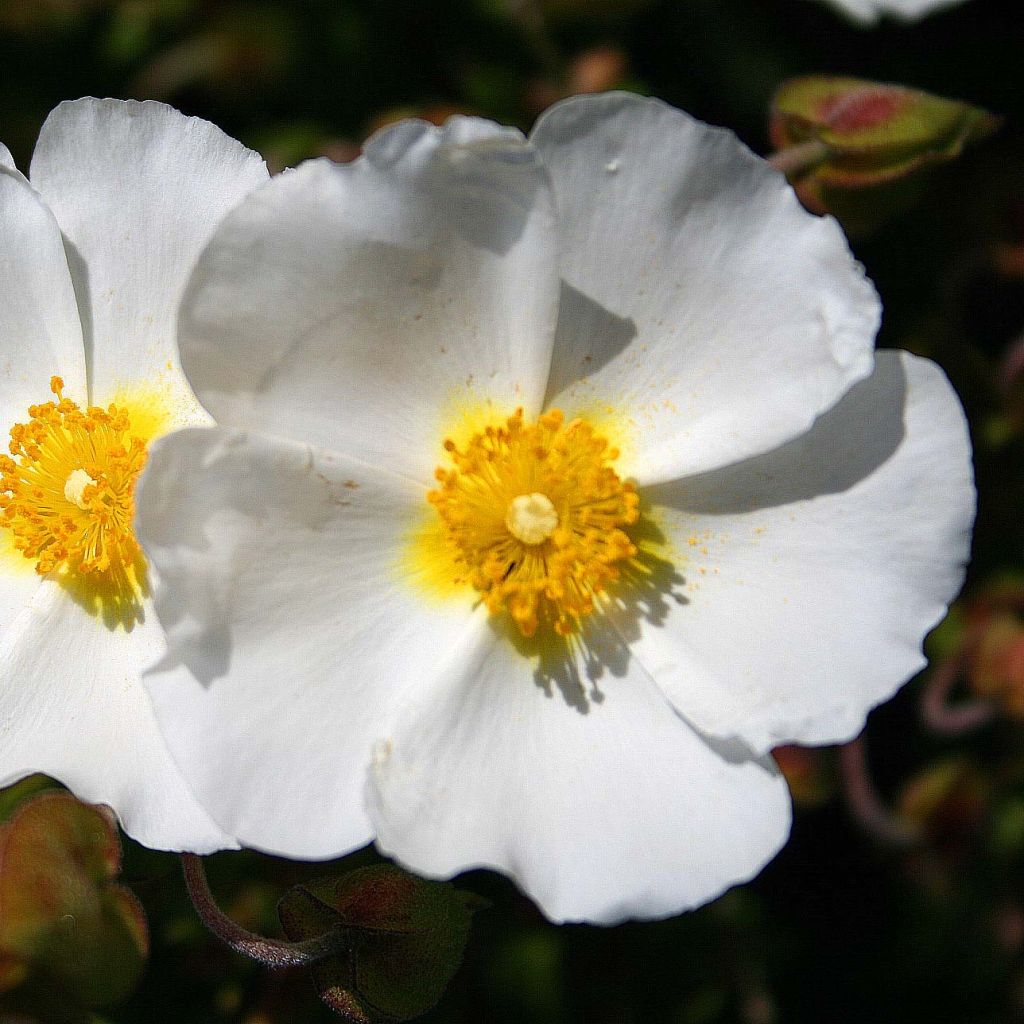 Cistus monspeliensis - Ciste de Montpellier